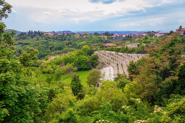 Monferrato Hills Panorama Covered Vineyards Hazelnut Trees Springtime Piedmont Northern — Stock Photo, Image
