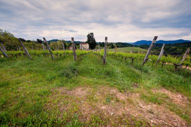 Novarese 'deki (Piedmont, Kuzey İtalya) üzüm bağlarının bahar panoraması; bu bölge Ghemme ve Gattinara gibi değerli kırmızı şaraplarıyla ünlüdür (her ikisi de Nebbiolo üzümleri).).