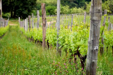 Novarese 'deki (Piedmont, Kuzey İtalya) üzüm bağlarının bahar panoraması; bu bölge Ghemme ve Gattinara gibi değerli kırmızı şaraplarıyla ünlüdür (her ikisi de Nebbiolo üzümleri).).