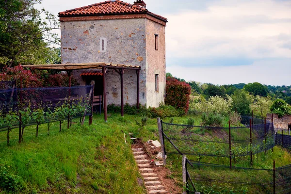 Panorama Printanier Des Vignobles Région Vinicole Vallonnée Novarese Piémont Italie — Photo
