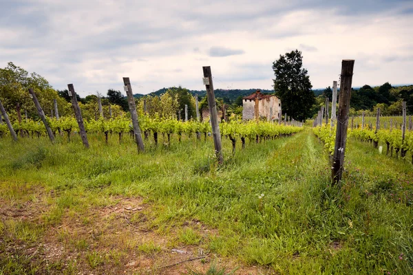 Våren Panorama Över Vingårdarna Kuperade Vingården Region Novarese Piemonte Norra Stockbild