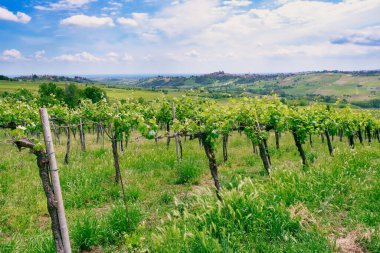 Kuzey İtalya 'da (Lombardy Bölgesi, Pavia Eyaleti), Oltrepo Pavese' nin üzüm bağlarının bahar manzarası, değerli kırmızı şaraplarıyla ünlüdür..