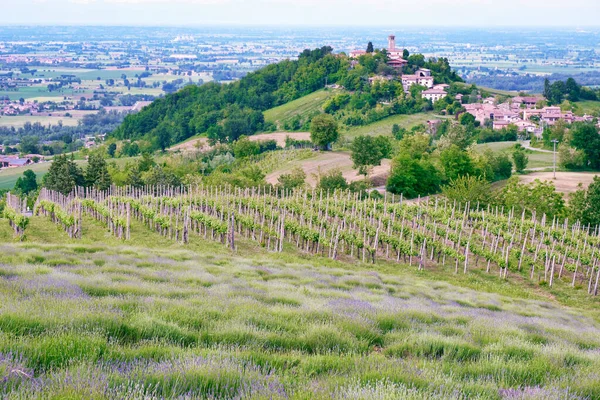 Panorama Des Collines Oltrepo Pavese Région Rurale Dans Nord Italie — Photo