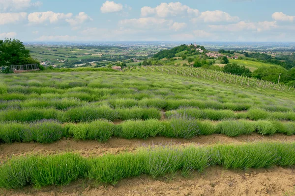 Vue Sur Champ Lavande Début Printemps Région Vallonnée Oltrepo Pavese — Photo