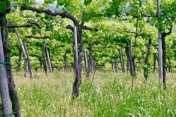 Wiosenny Widok Winnice Oltrepo Pavese Pagórkowaty Obszar Wiejski Północnej Części — Zdjęcie stockowe