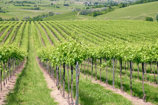 イタリア北部 パヴィア州ロンバルディア地方 の丘陵地帯 オルトレポ パヴェーゼのブドウ畑の春の景色 貴重な赤ワインで有名です — ストック写真