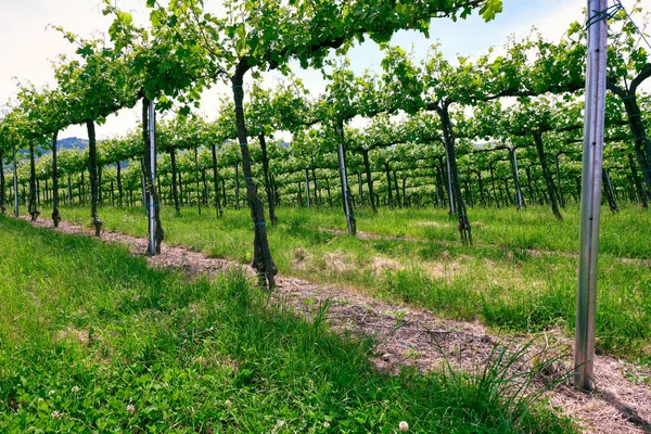 Kuzey Talya Lombardy Bölgesi Pavia Eyaleti Oltrepo Pavese Nin Üzüm — Stok fotoğraf