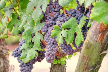 Langhe 'nin (Piedmont, Kuzey İtalya) dağlık bölgesinde, 2014 yılından beri UNESCO' nun değerli kırmızı şarapları (Barolo gibi) ile dünyaca ünlü olan üzüm kümeleri neredeyse olgunlaşmış ve hasat için hazırdır.).