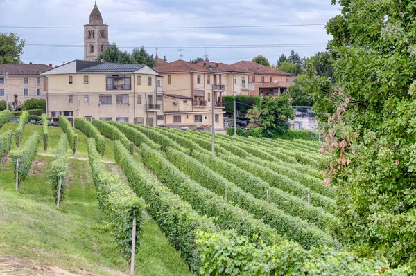 Vinice Kopcovité Oblasti Langhe Piemont Severní Itálie Unesco Roku 2014 — Stock fotografie