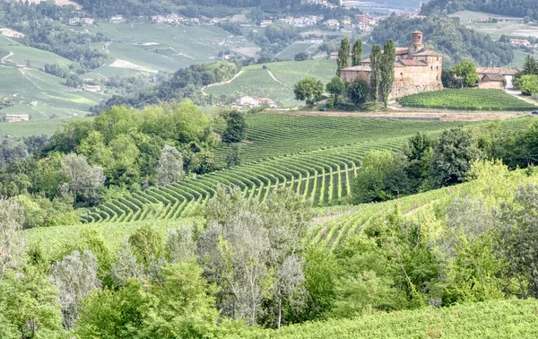 Vinice Langhe Piemont Severní Itálie Viděné Pohledu Vesnice Morra Unesco — Stock fotografie