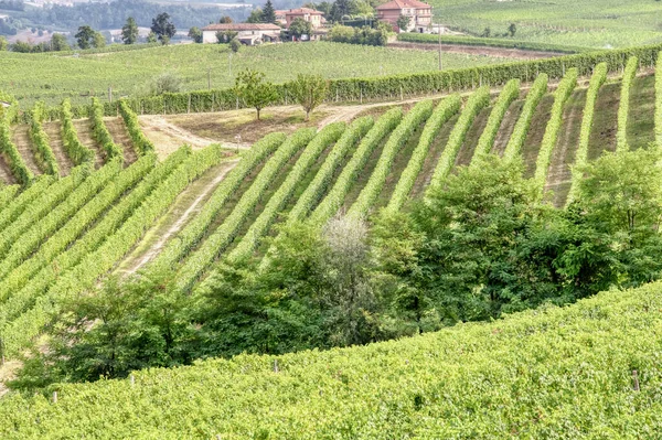 Vignobles Dans Région Vallonnée Langhe Piémont Italie Nord Site Unesco — Photo
