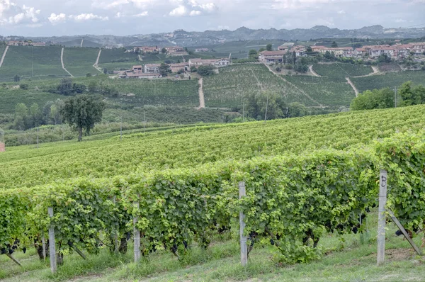 Vinice Langhe Piemont Severní Itálie Viděné Pohledu Vesnice Morra Unesco — Stock fotografie