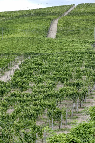 Winnice Górzystym Regionie Langhe Piemont Północne Włochy Unesco 2014 Sezonie — Zdjęcie stockowe