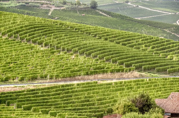 2014年から夏の間 ユネスコの世界遺産ランゲ イタリア北部のピエモンテ州 の丘陵地帯のブドウ畑 — ストック写真