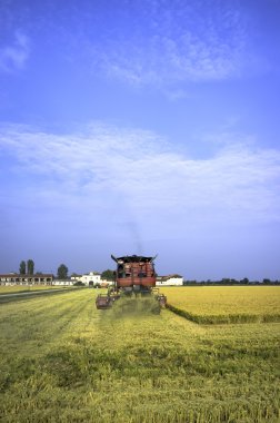 Lomellina, rice harvesting in autumn. Color image clipart