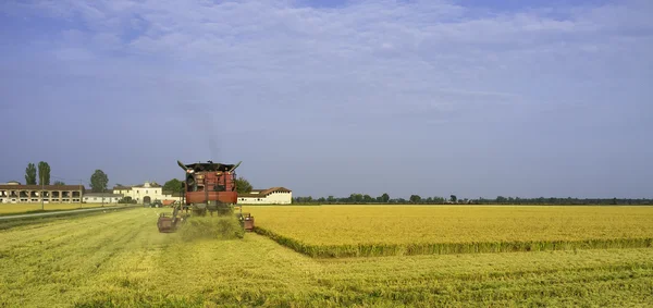Lomellina, cosecha de arroz en otoño. Imagen en color —  Fotos de Stock