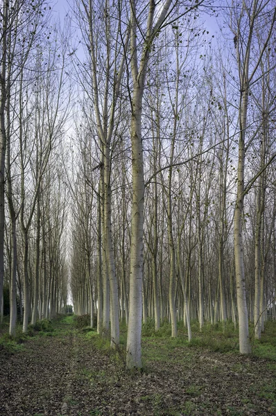 Πρεμνοφυών σκληρών ξύλων του λεύκες. Έγχρωμη εικόνα — Φωτογραφία Αρχείου