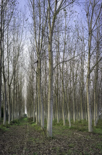 Kavak çalılık woods. Renkli görüntü
