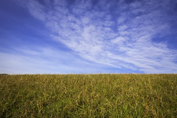 Prairie sauvage et ciel bleu. Image couleur — Photo
