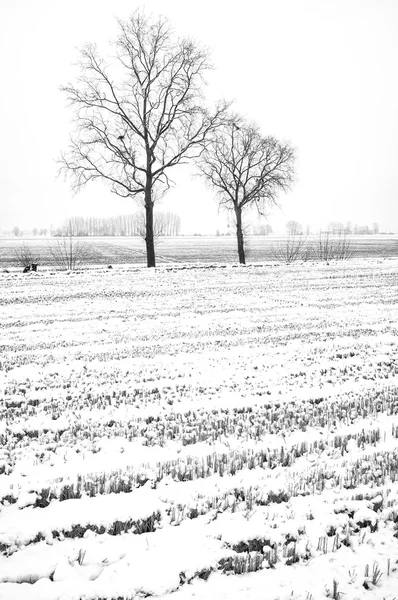 Campagna con neve. Foto in bianco e nero — Foto Stock