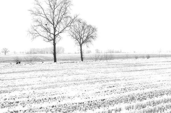 Countryside with snow. Black and white photo — Stock Photo, Image