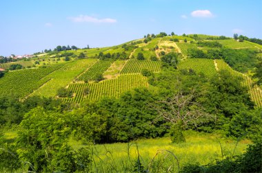 Oltrepo Pavese üzüm bağları