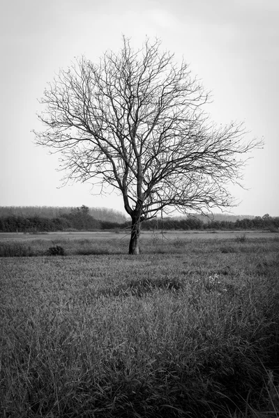 Paddy field with tree. Black and white photo — Stock Photo, Image