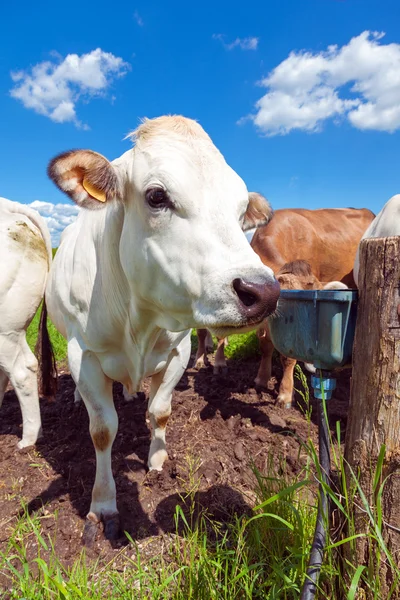 Tavaszi legelésző tehenek — Stock Fotó