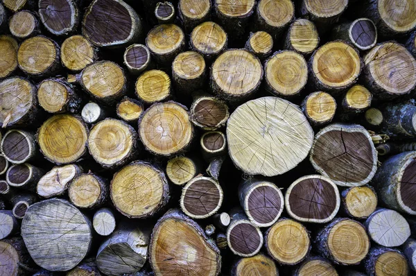 Coupe la texture du bois de chauffage. Image couleur Image En Vente