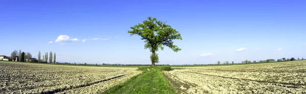 Lonely tree, wide-angle panorama. Color image — Stock Photo, Image