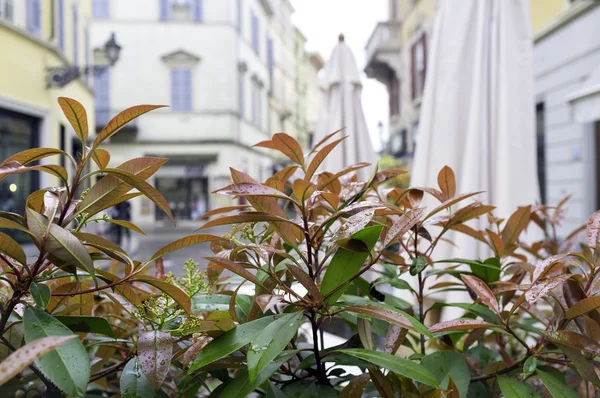 Kunstmatige bush voor stad decoratie. Kleurenafbeelding — Stockfoto