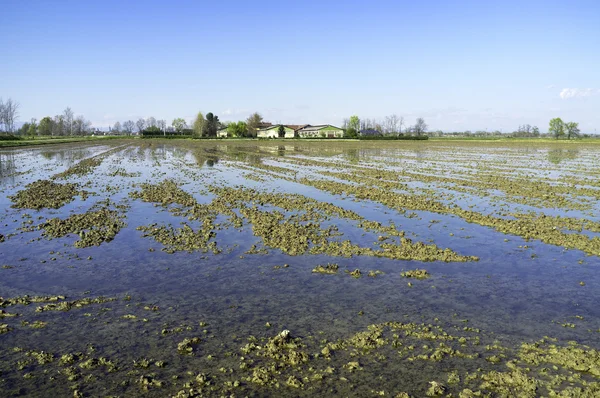 Paddy Field au printemps. Image couleur — Photo