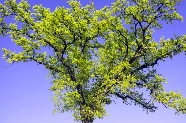 Les branches des arbres au printemps. Image couleur — Photo