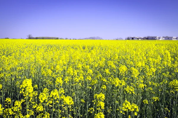 Fields of yellow wild flowers. Color image — Stock Photo, Image