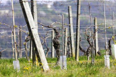 Olgunlaşmamış bağ Monferrato, bahar zamanı. Renkli görüntü