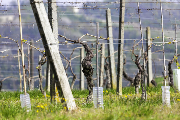 Unripe vineyard in Monferrato, springtime. Color image