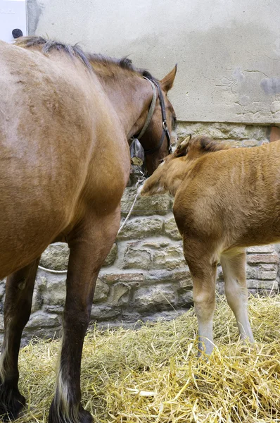 Klisna březí. Barevný obrázek — Stock fotografie