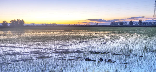 Amanecer en un campo de arroz, primavera. Imagen en color —  Fotos de Stock