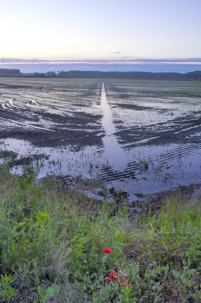 Amanecer en un campo de arroz, primavera. Imagen en color —  Fotos de Stock