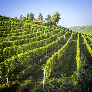Langhe bahar panorama. Renkli görüntü