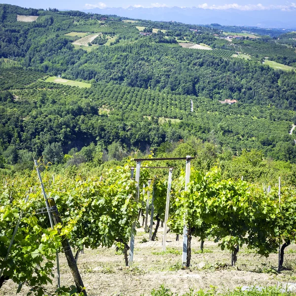 Langhe tavaszi panoráma. Színes kép — Stock Fotó