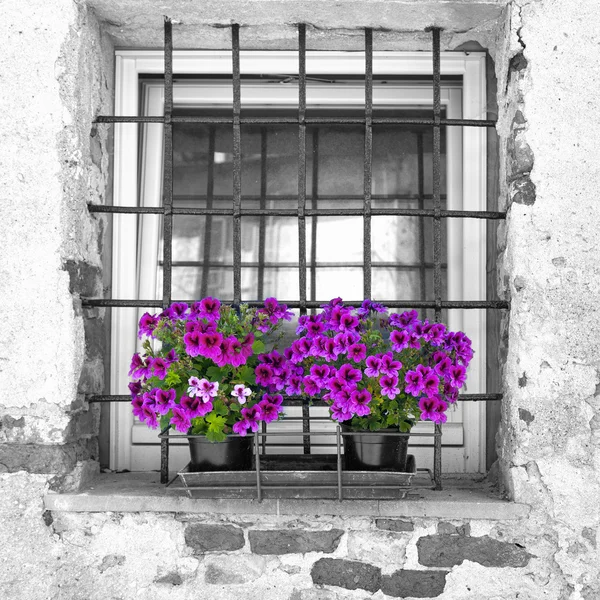 Pentole viola. Foto in bianco e nero — Foto Stock