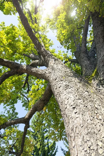 Rayons de soleil à travers les branches d'un châtaignier. Image couleur — Photo