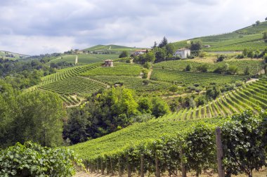 Langhe, Barolo üzüm bağları yaz panorama. Renkli görüntü