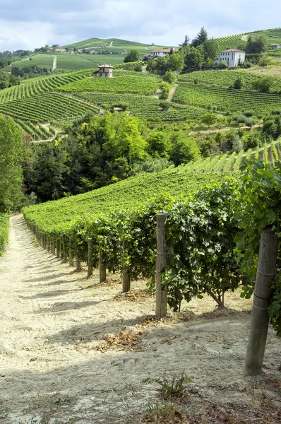 Langhe, Barolo winnic lato panorama. Kolor obrazu — Zdjęcie stockowe