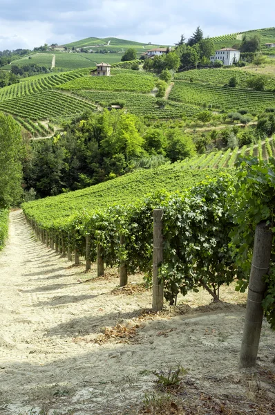 Langhe, Barolo üzüm bağları yaz panorama. Renkli görüntü — Stok fotoğraf