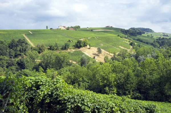 Langhe, vignobles Barolo panorama d'été. Image couleur — Photo