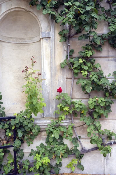 Rosmarino rampicante. Immagine a colori — Foto Stock