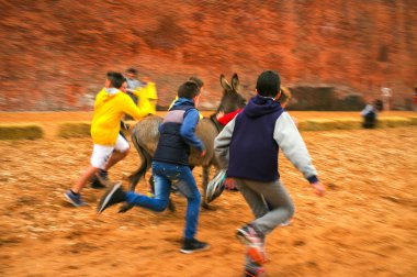 Calliano (Asti), the donkeys race. Color image