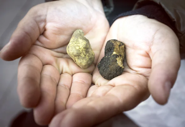 Black and white truffles. Color image